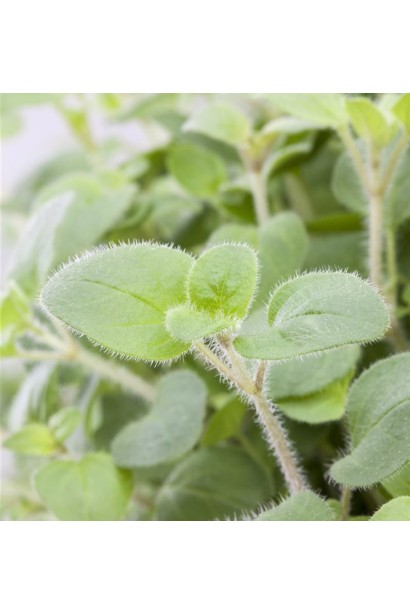 Origanum vulgare ’Hot and Spicy’